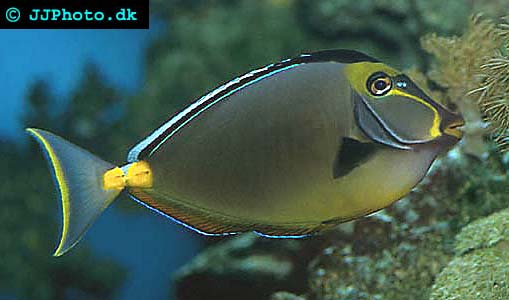 Naso lituratus
