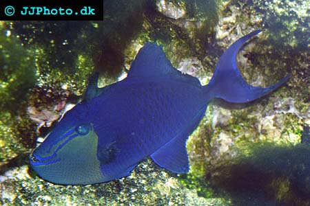 Odonus niger, Rödtandad tryckare