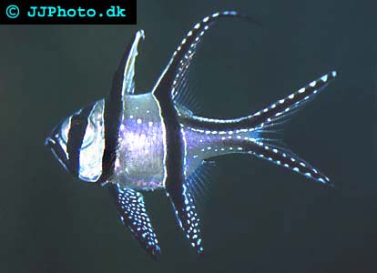 Pterapogon kauderni bild