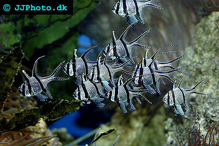 Banggai kardinalfisk  bild