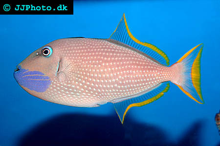 Xanthichthys mento, Rödstjärtad tryckare