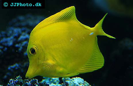 Gul kirurgfisk