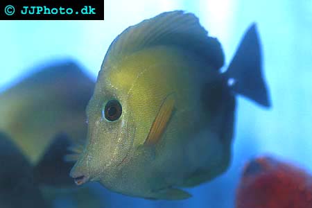Zebrasoma scopas, Tvåfärgad kirurgfisk