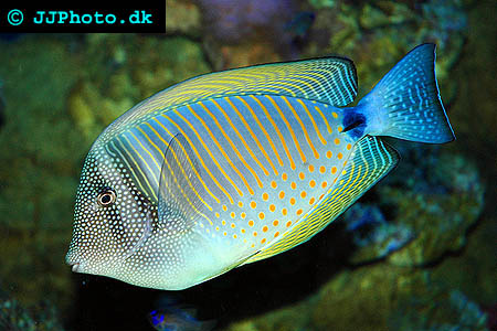 Zebrasoma veliferum, Segelfens kirurgfisk foto