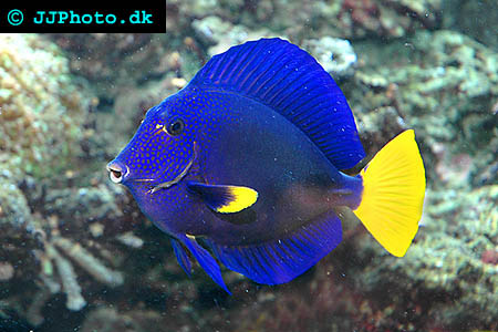 Zebrasoma xanthurum, Gul kirurgfisk