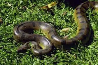 anaconda-snake