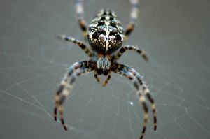 spider