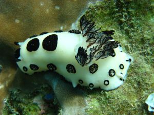 Nudibranch