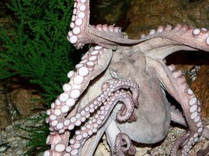 octopus in aquarium