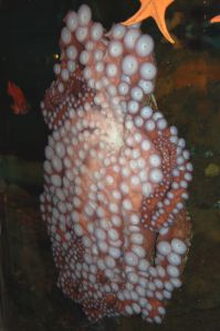 Octopus on aquarium glas