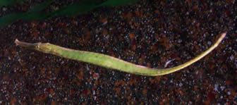 pipefish