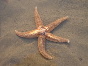 sea star