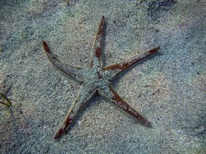 sea star facts