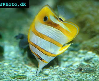 Copperbanded Butterflyfish