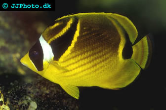 Raccoon Butterflyfish