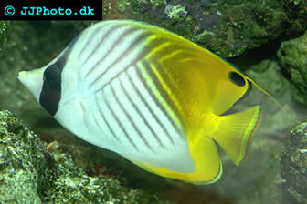 Butterflyfish