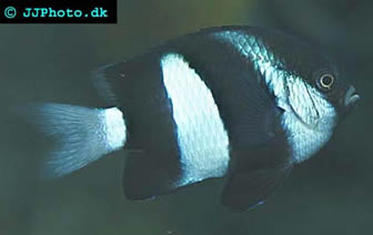 Striped Damsel