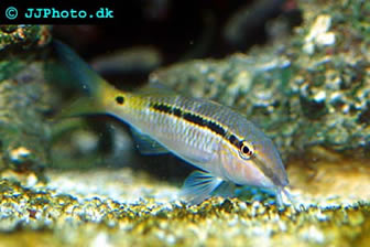 Dash-and-dot Goatfish 
