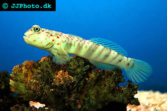 Pinkspotted Shrimp Goby