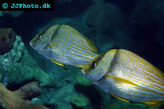 Porkfish