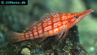 Longnose Hawkfish