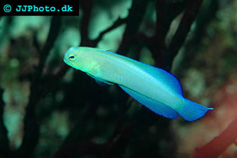 Yellowhead Jawfish