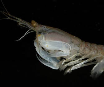 mantis shrimp