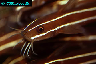 Striped Eel Catfish 