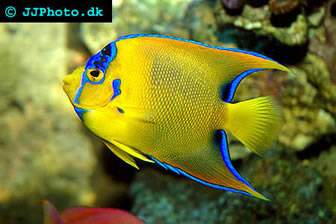 Queen Angelfish juvenile