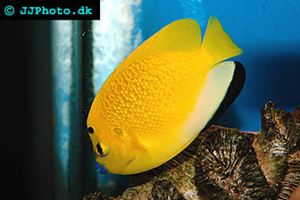 apolemichthys trimaculatus