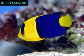 centropyge bicolor