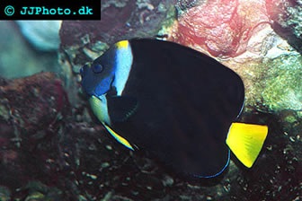 Chaetodontoplus meredithi 