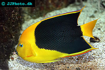 holacanthus tricolor