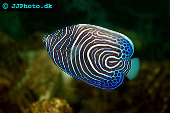pomacanthus imperator