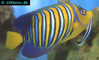 pygoplites diacanthus