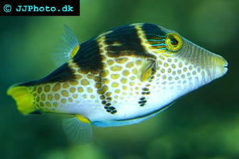 Valentini puffer fish care sale