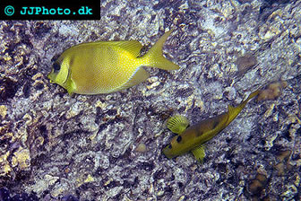 Coral Rabbitfish 