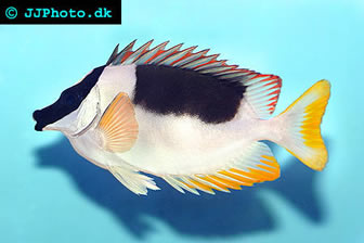 Magnificent Rabbitfish