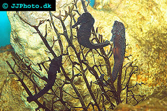 Common Seahorse
