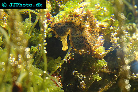 Common seahorse