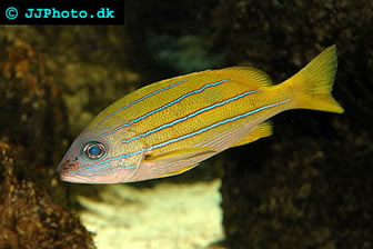 Bluelined Snapper 