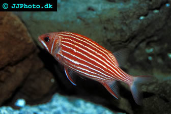Hawaiian Squirrellfish