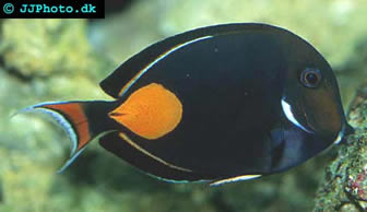 Achilles Surgeonfish / Tang