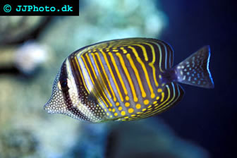 Desjardinii Tang