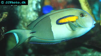Orangeshoulder  Tang
