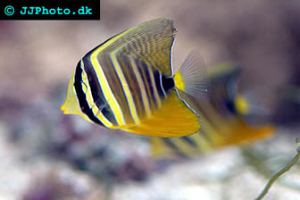 Sailfin tang care cheap