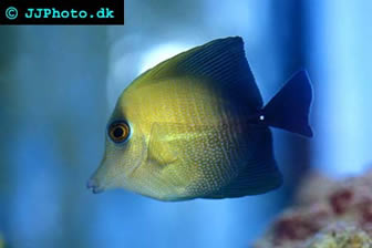 Scopas Tang