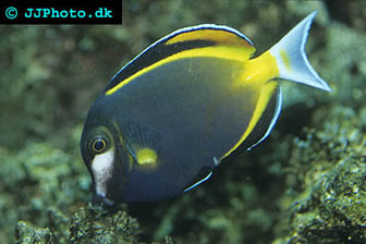 Whitecheek Surgeonfish