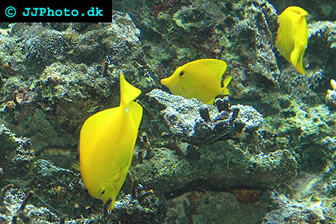 Yellow Tang