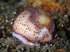Chestnut Cowrie